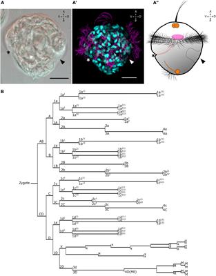 Single-Cell RNA Sequencing Atlas From a Bivalve Larva Enhances Classical Cell Lineage Studies